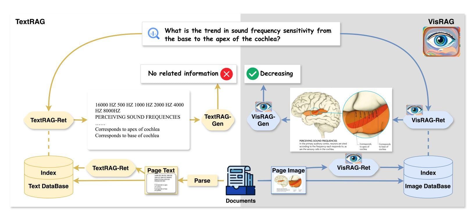 The image is an infographic illustrating a process involving TextRAG and VisRAG systems. On the left, the TextRAG system is shown with components like 'TextRAG-Ret' and 'TextRAG-Gen', connected to a 'Text Database'. It processes a query about sound frequency sensitivity in the cochlea, retrieving text data and generating responses. On the right, the VisRAG system is depicted with 'VisRAG-Ret' and 'VisRAG-Gen', linked to an 'Image Database'. It uses visual data, including a diagram of the brain and cochlea, to answer the query. The image includes text such as 'What is the trend in sound frequency sensitivity from the base to the apex of the cochlea?', 'No related information', and 'Decreasing'. The overall theme is the integration of text and visual data retrieval and generation to answer complex questions.